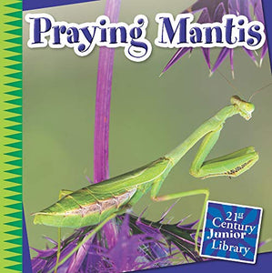 Praying Mantis 