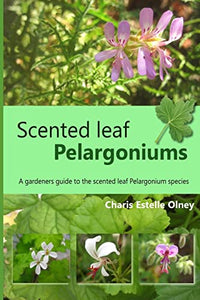 Scented leaf pelargoniums 