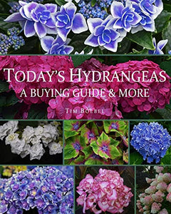 Today's Hydrangeas 