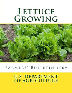 Lettuce Growing 