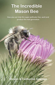 The Incredible Mason Bee 
