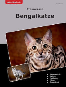 Traumrasse Bengalkatze 