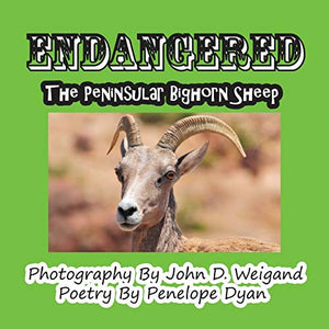 Endangered--The Peninsular Bighorn Sheep 